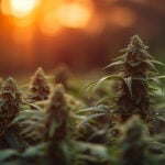 Aurora Cannabis